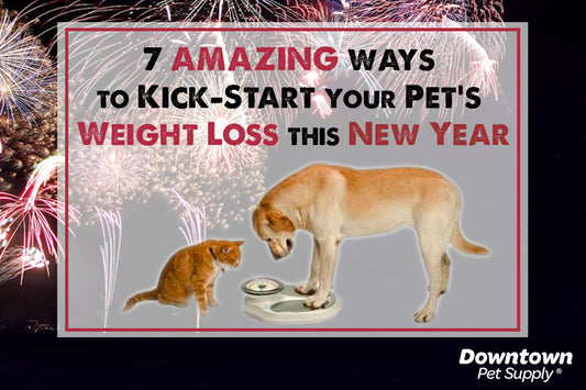 7 Amazing Ways to Kick-Start your Pet's Weight Loss this New Year