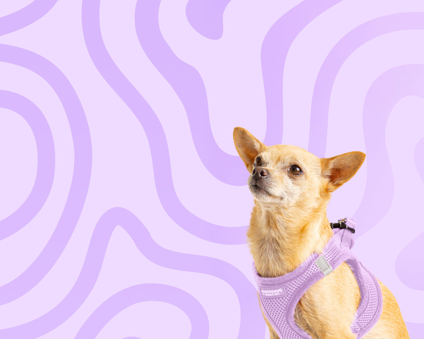 Fur-well, Summer 🍓