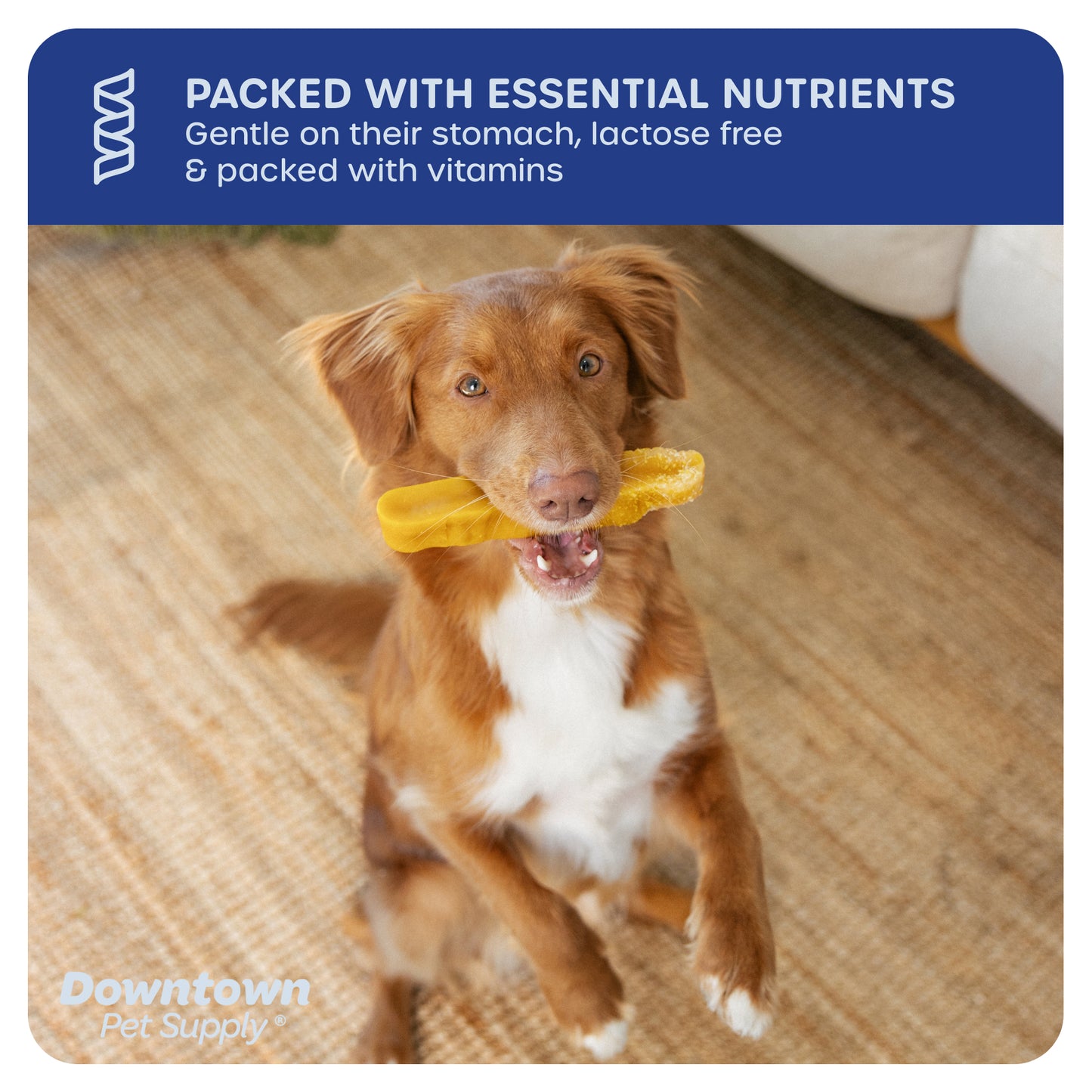 Yak Chews for Dogs from the Himalayan Mountains - Value Packs
