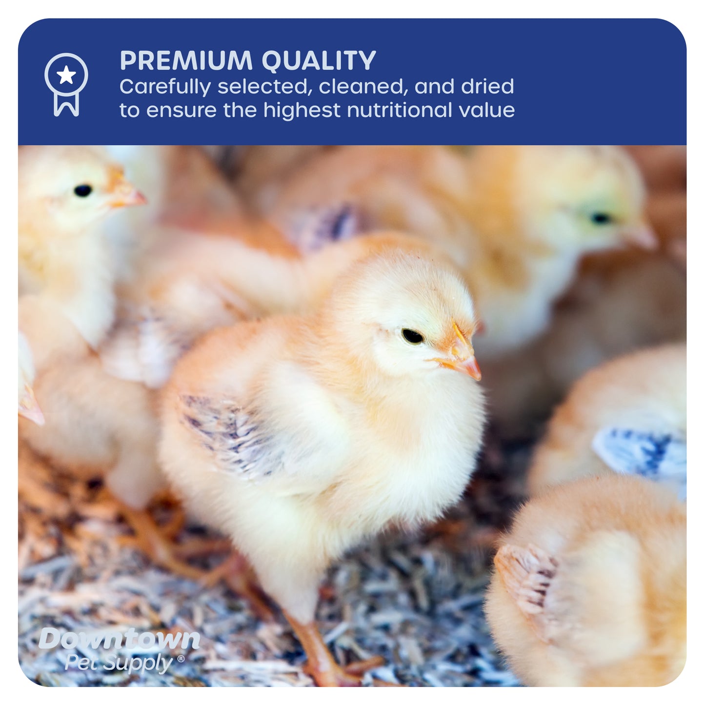 Dried Mealworms - High Protein Natural Treats - By Weight