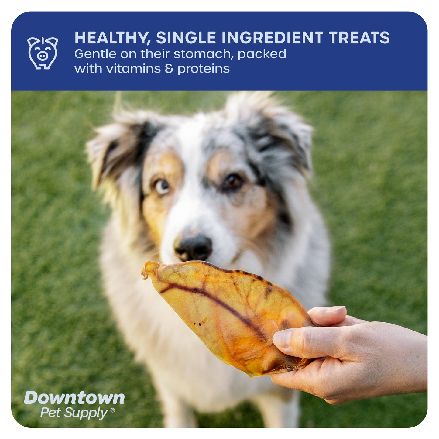 Long Lasting Pig Ears for Dog - All Natural Dog Chew Treats - By Pack