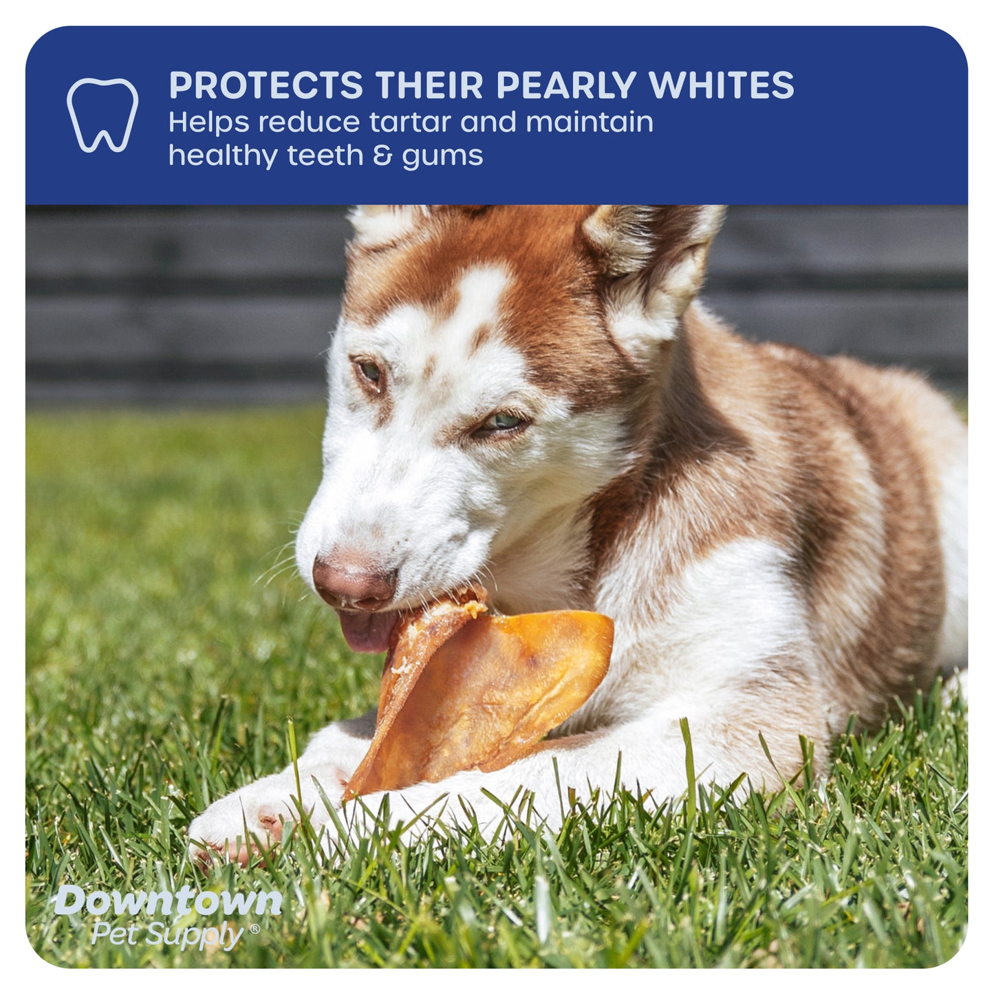 Long Lasting Pig Ears for Dog - All Natural Dog Chew Treats - By Pack