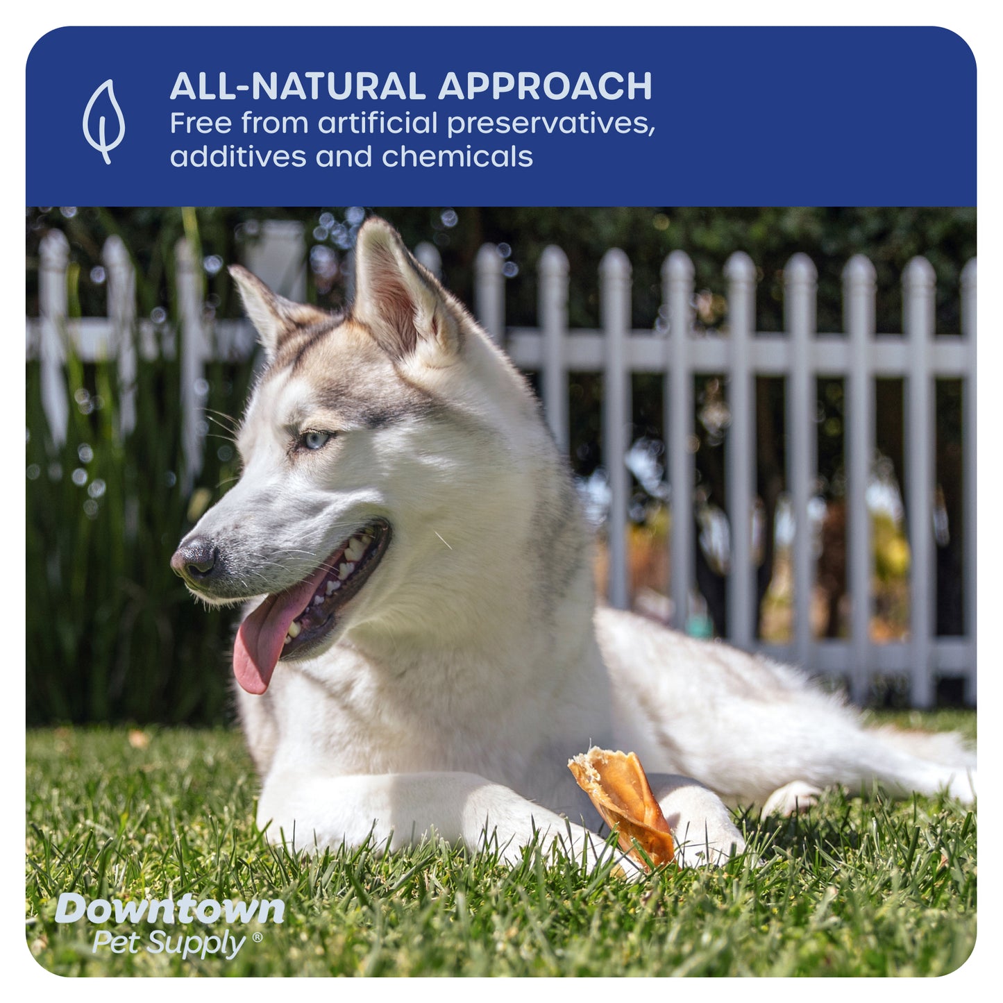 Long Lasting Pig Ears for Dog - All Natural Dog Chew Treats - By Pack