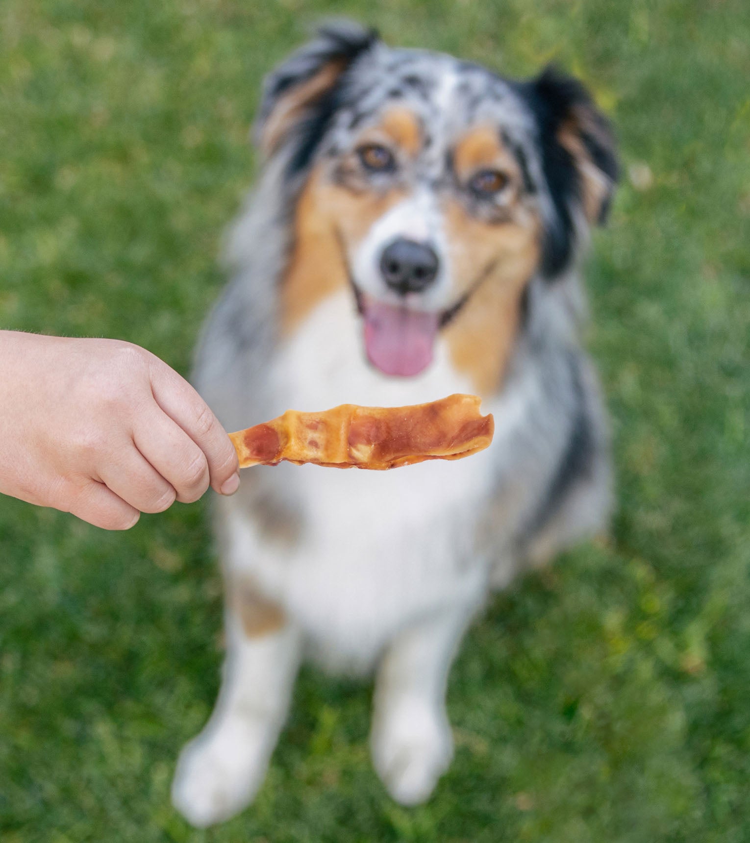 Pig Ear Strips