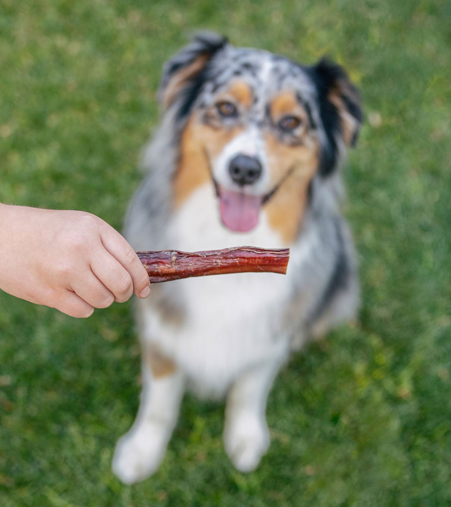 6" or 12" Bully Sticks - 100% Natural | No Chemical Additives
