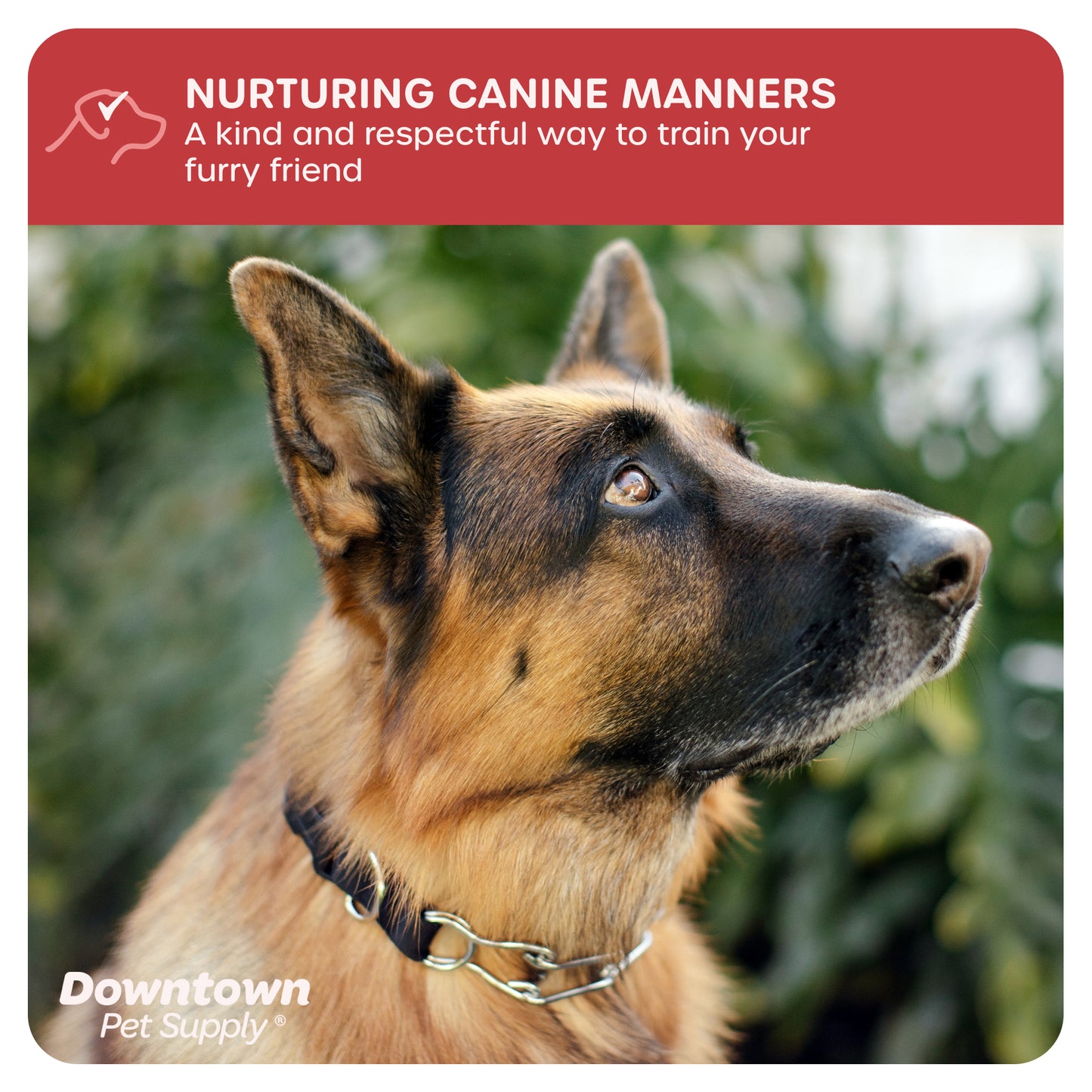 Adjustable Prong Collar for Dogs - Multi-Size and Color Options