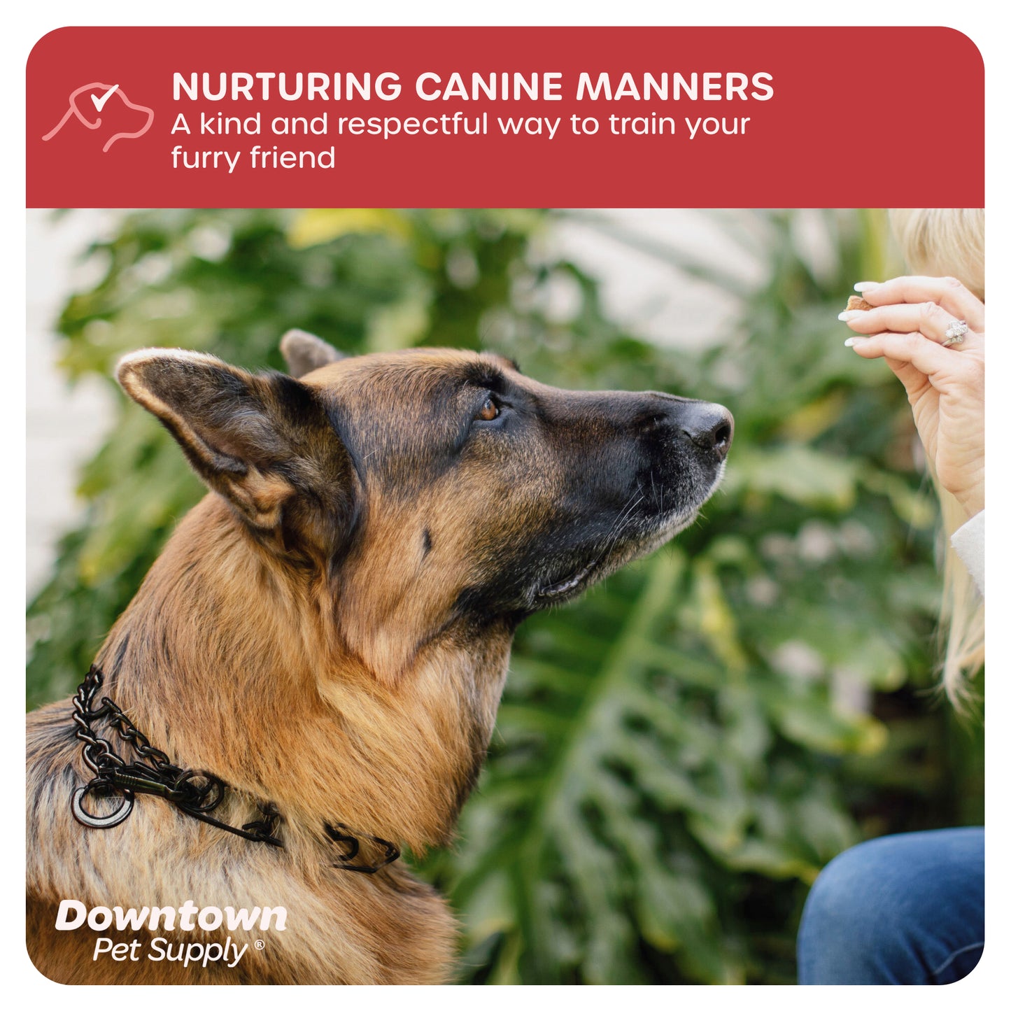 Adjustable Prong Collar for Dogs - Multi-Size and Color Options