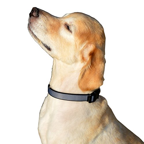 Adjustable Designer Dog Collar - Multi-Size and Color Options