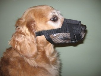 Adjustable Dog Grooming Muzzle Set - 5 Sizes for Various Dog Breeds
