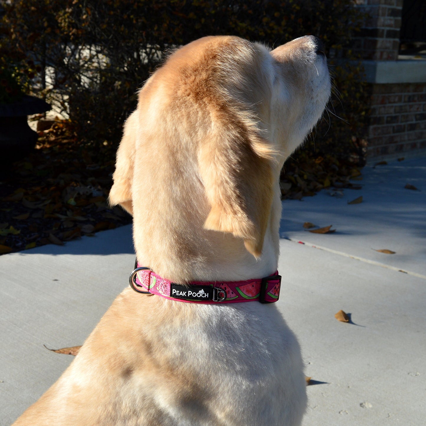 Adjustable Fruit Pattern Dog Collar - Multi-Size and Color Options
