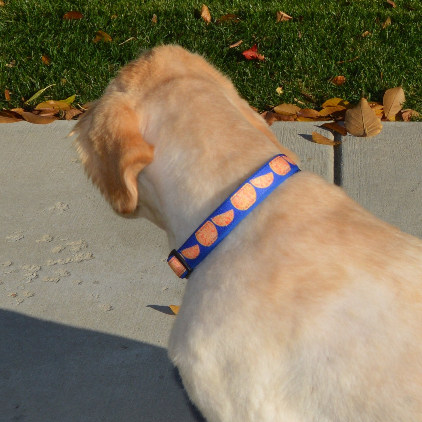 Adjustable Fruit Pattern Dog Collar - Multi-Size and Color Options