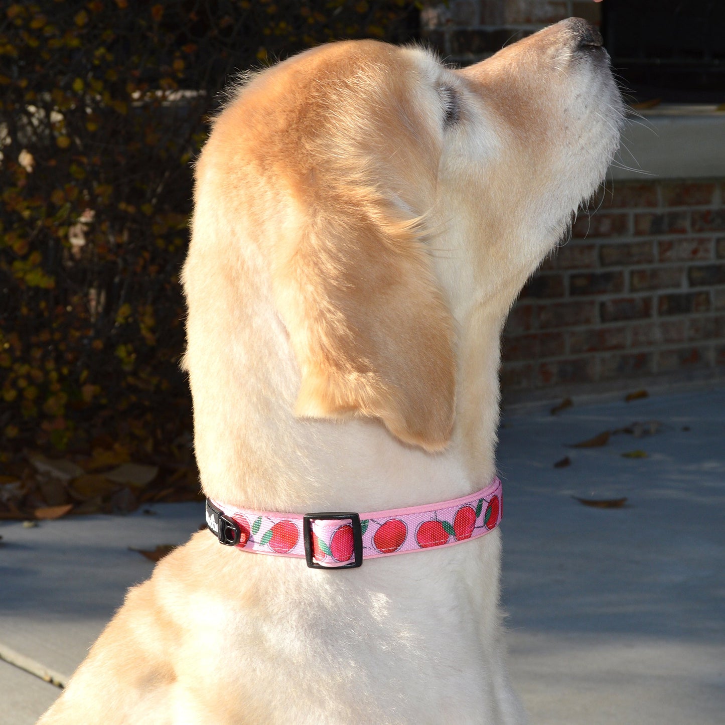 Adjustable Fruit Pattern Dog Collar - Multi-Size and Color Options