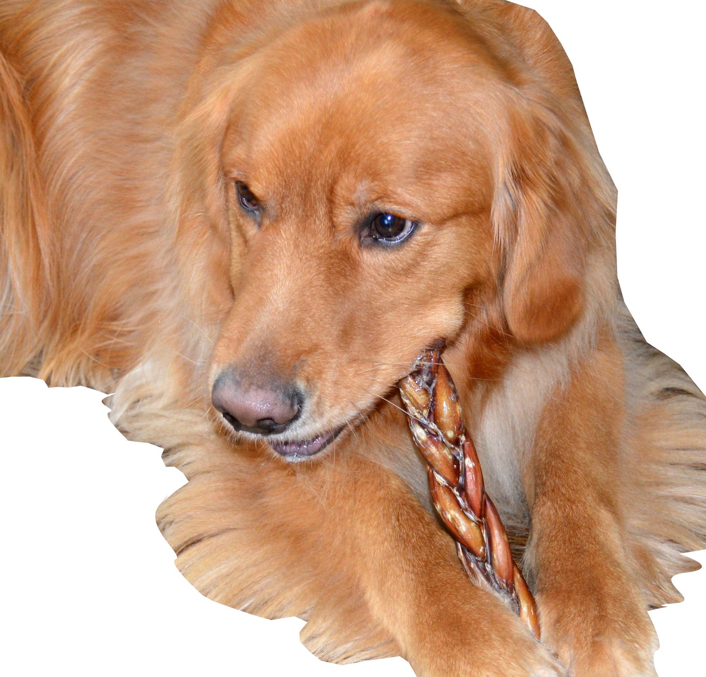 9" Braided Bully Sticks - Natural Dog Chew Treats - Multi-Pack Options