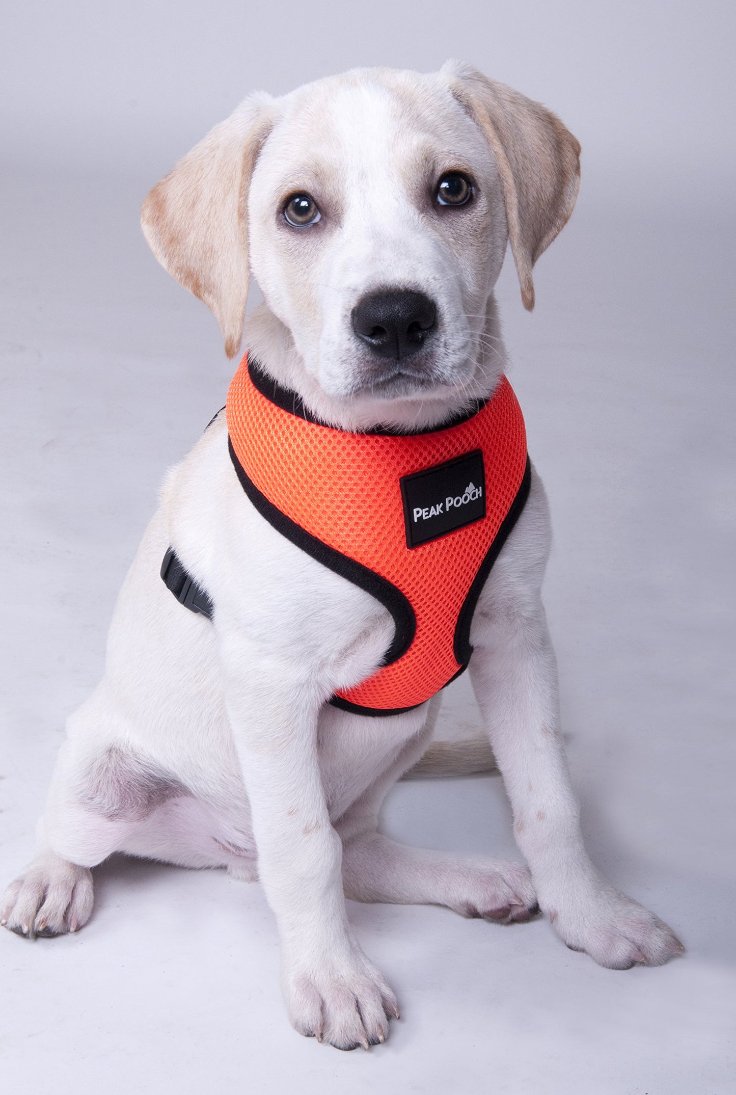 Peak Pooch Comfort Harness, Puppies, Small and Medium Dogs