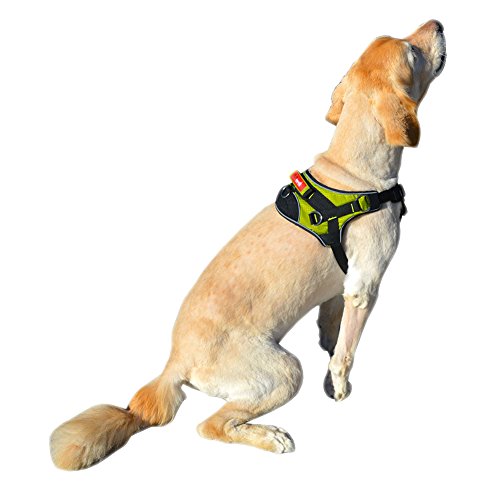 Adjustable Reflective Padded Dog Harness - Green Color