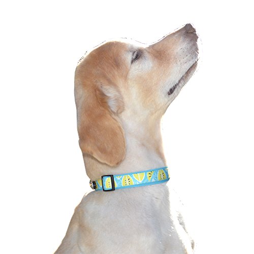 Adjustable Fruit Pattern Dog Collar - Multi-Size and Color Options