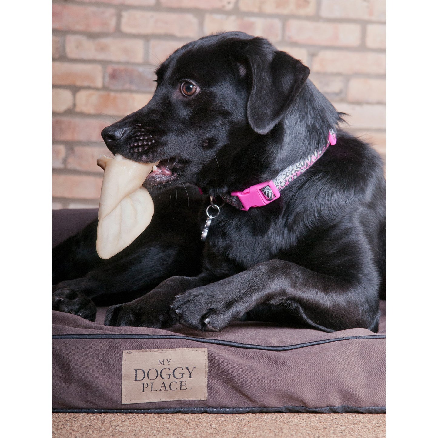 Cow, Goat and Lamb Ears for Dogs - Natural Treats - By Pack