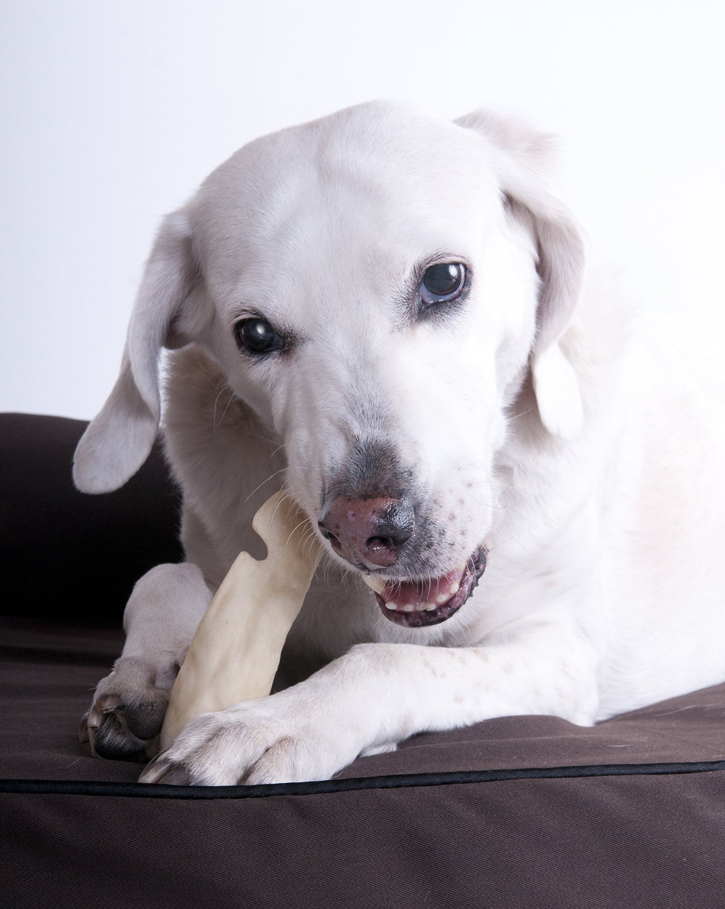 Cow, Goat and Lamb Ears for Dogs - Natural Treats - By Pack