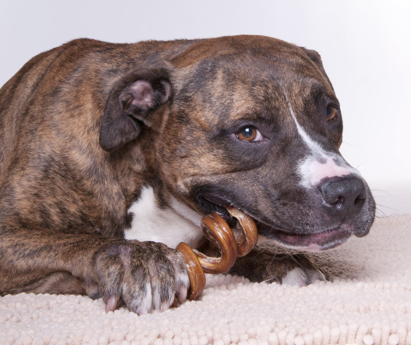 7-9" Curly Bully Sticks - 100% Natural Dog Chew Treats - By Size