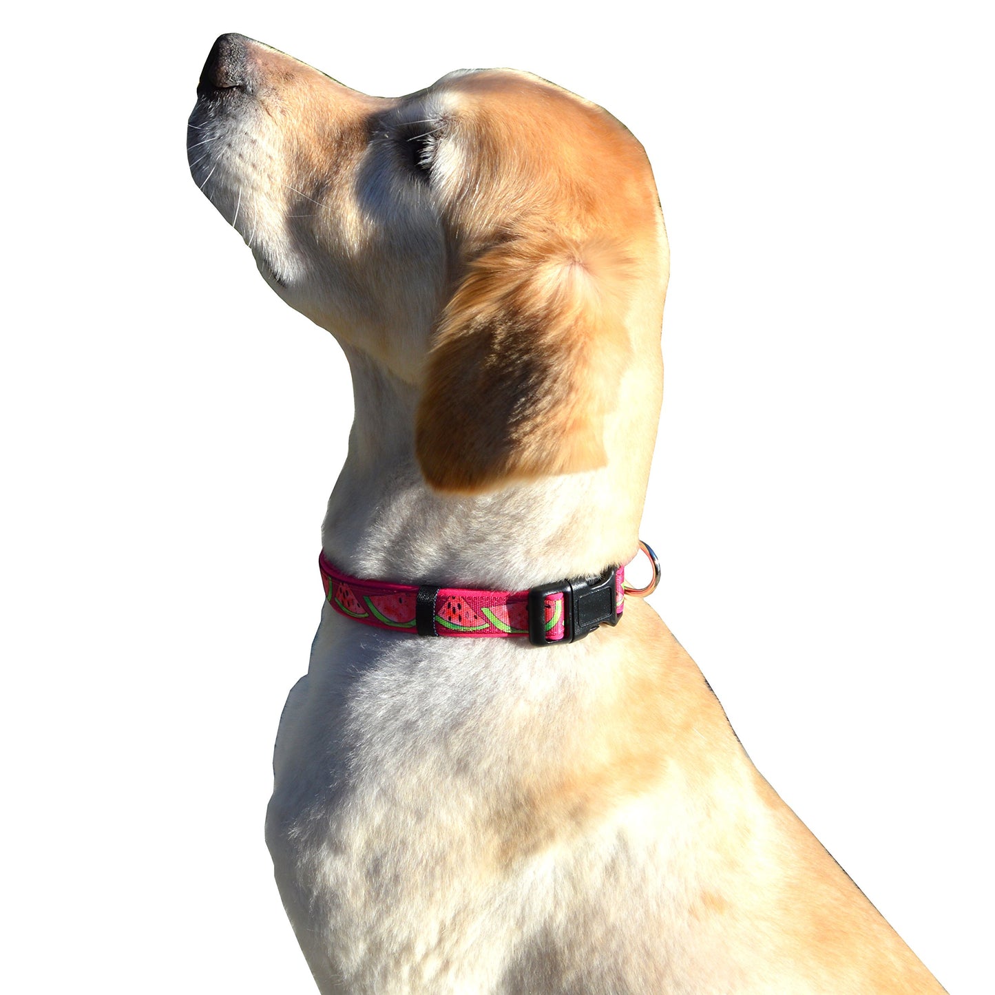 Adjustable Fruit Pattern Dog Collar - Multi-Size and Color Options