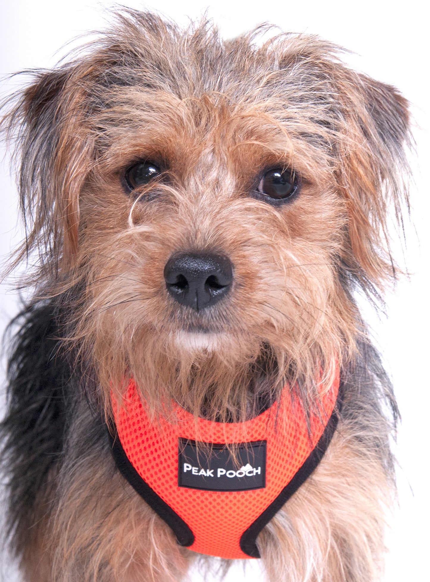 Peak Pooch Comfort Harness, Puppies, Small and Medium Dogs