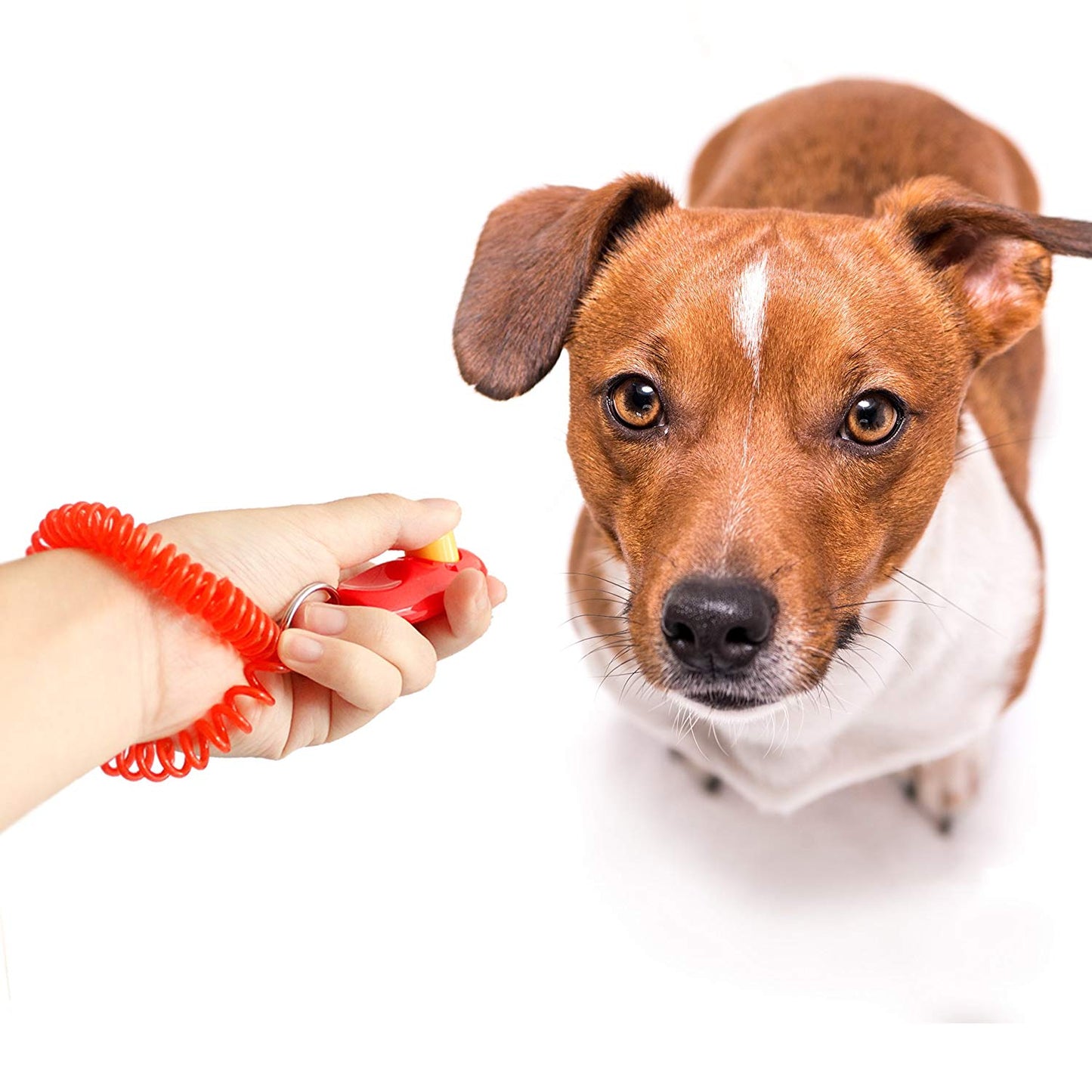 Big Button Training Clickers with Wrist Band