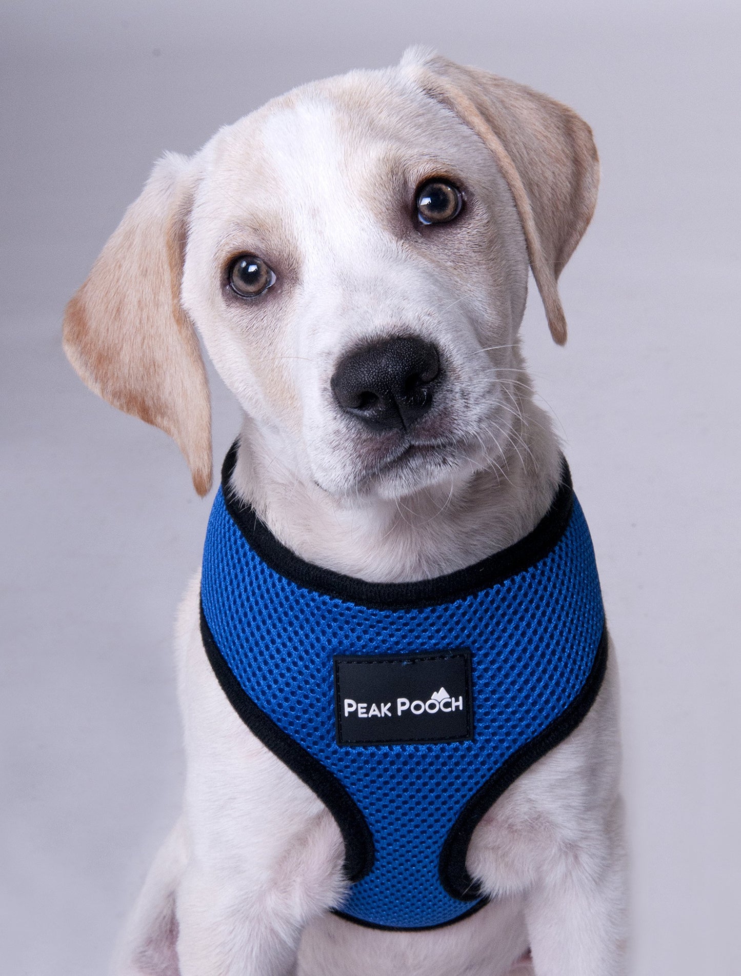 Peak Pooch Comfort Harness, Puppies, Small and Medium Dogs