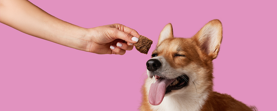 Air-Dried Dog Treats: The Process, Benefits, and Why Your Dog Will Love Them