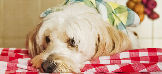 Tips and Tricks to Calm Your Anxious Pup