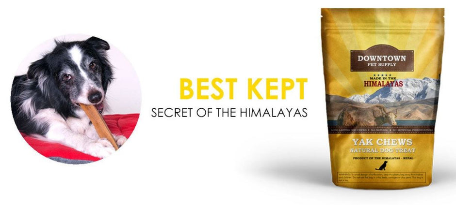 Himalayan Yak Chews: 10 Benefits You Need To Know