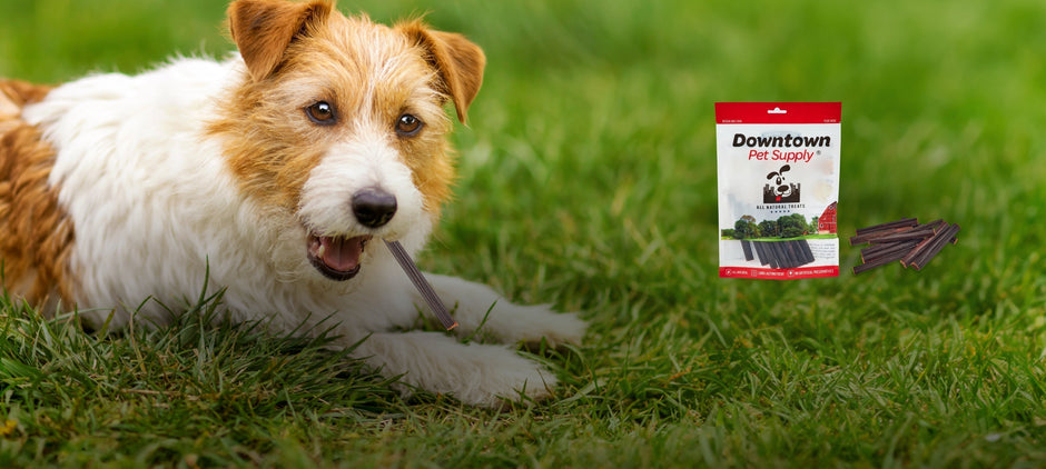 Chew on This: What are High Protein Collagen Chews for Dogs?