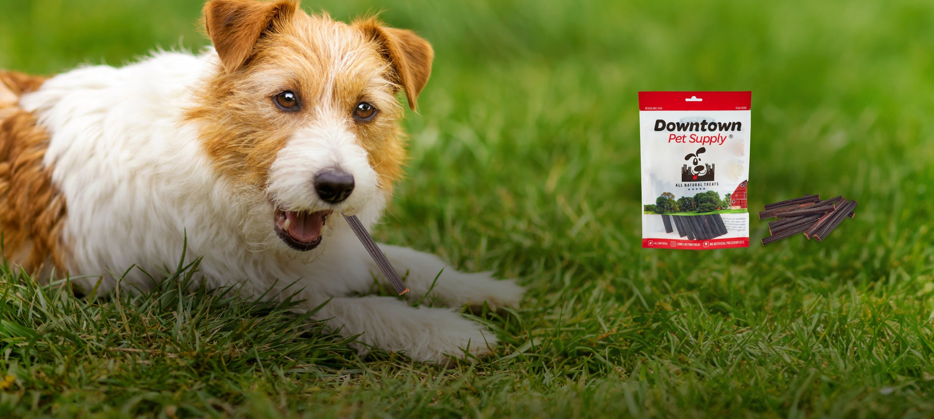 Chew on This: High Protein Collagen Chew Delights for Your Pup