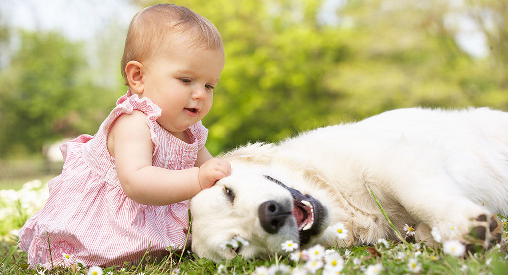 How To Introduce Your New Baby to Your Dog