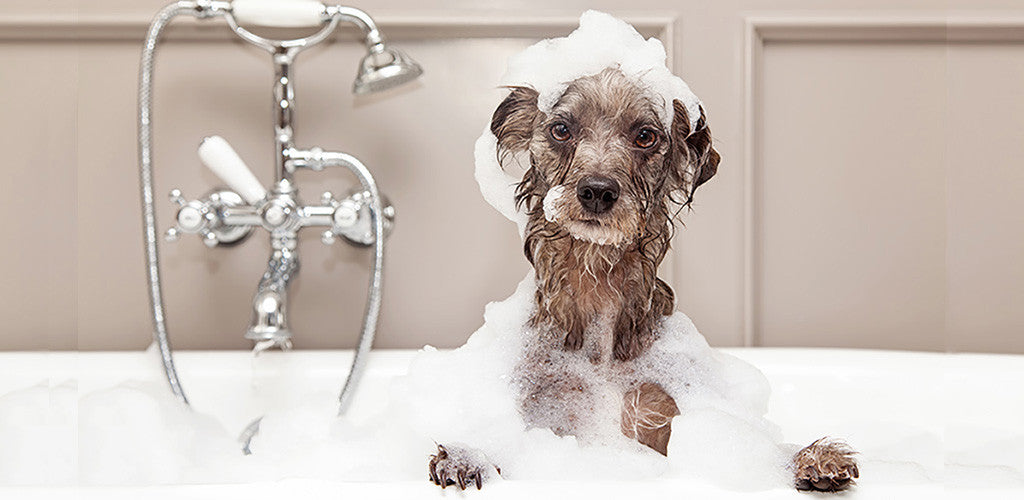 Dirty Dog? Tips and Tricks to Keep Your House Clean with a Messy Pup