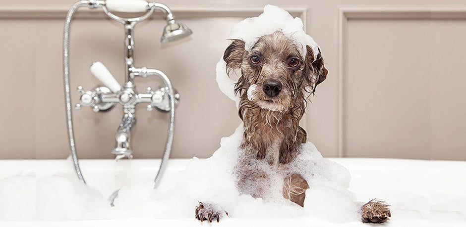 Dirty Dog? Clean House