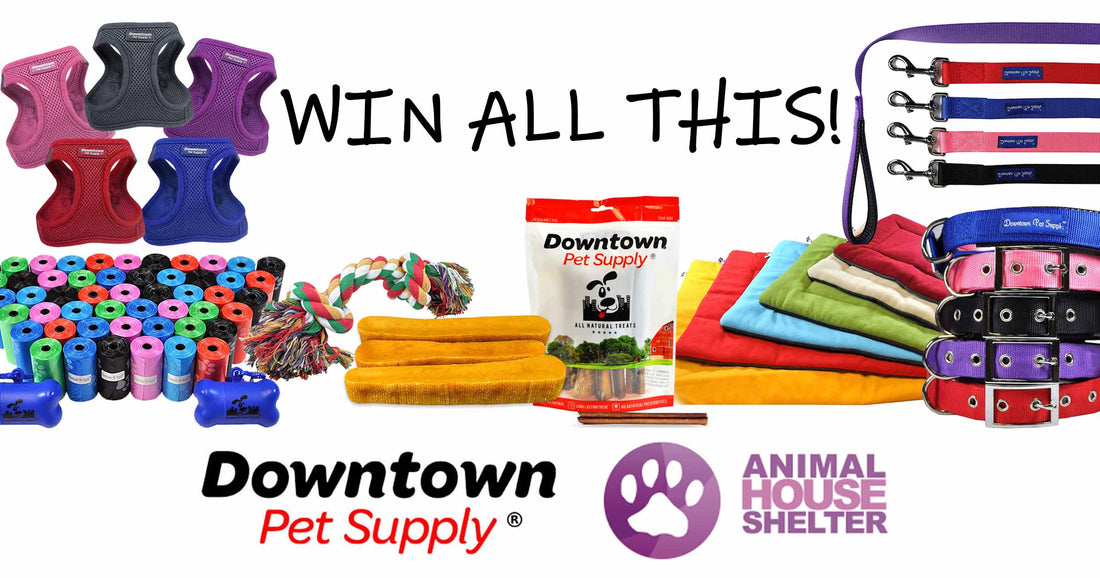 Saving Lives: Animal House Shelter and Downtown Pet Supply