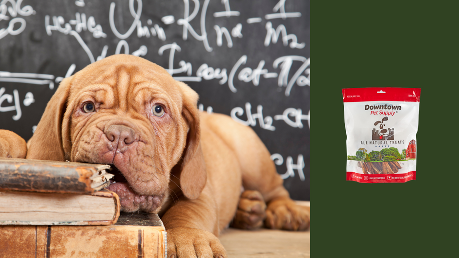 Teething Relief for Puppies Why Bully Sticks Are Your Solution