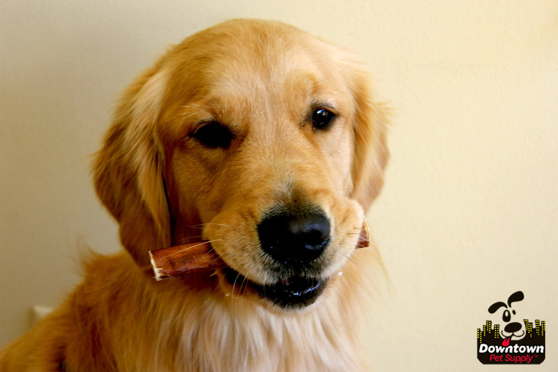Bully Sticks for Dogs: 7 Reasons they're the Best Chew Treat