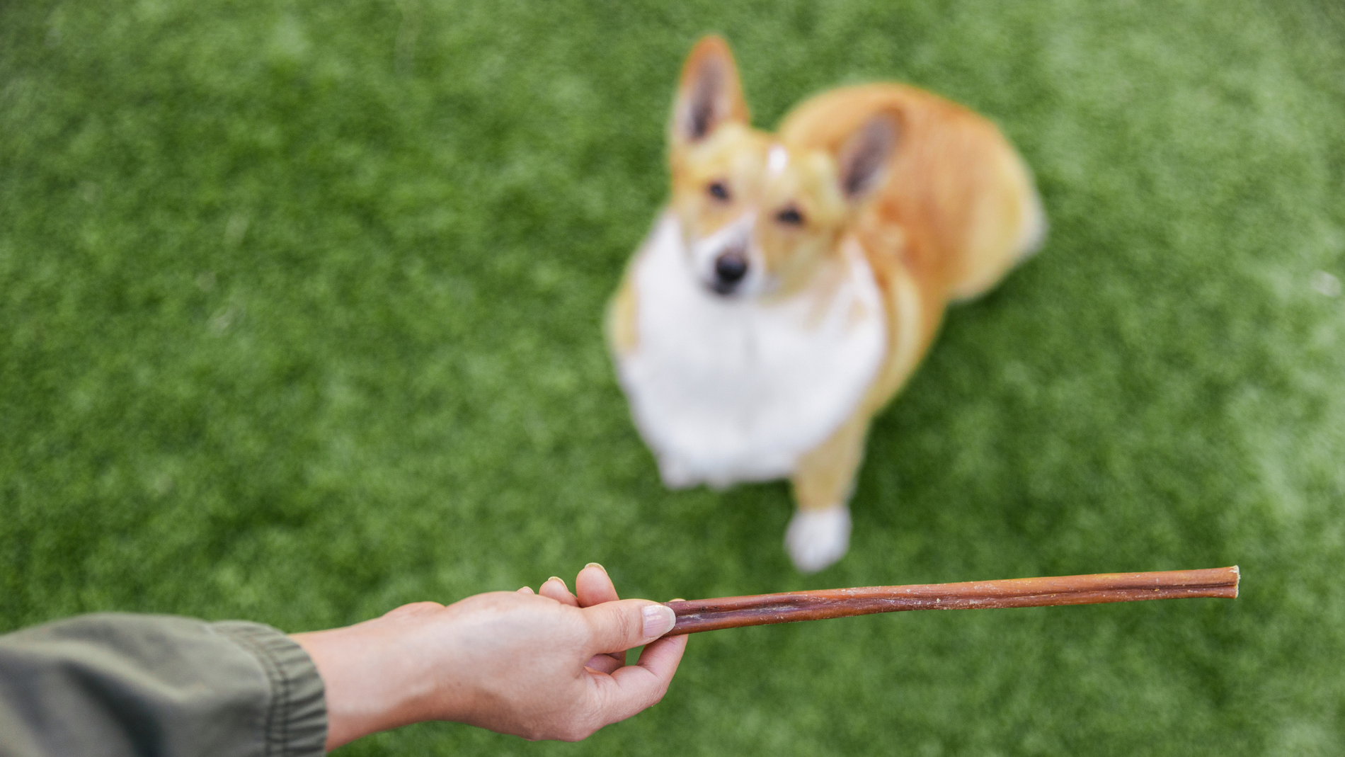 Dog Training Tips with Certified Dog Behavior Consultant @thetimelessdog