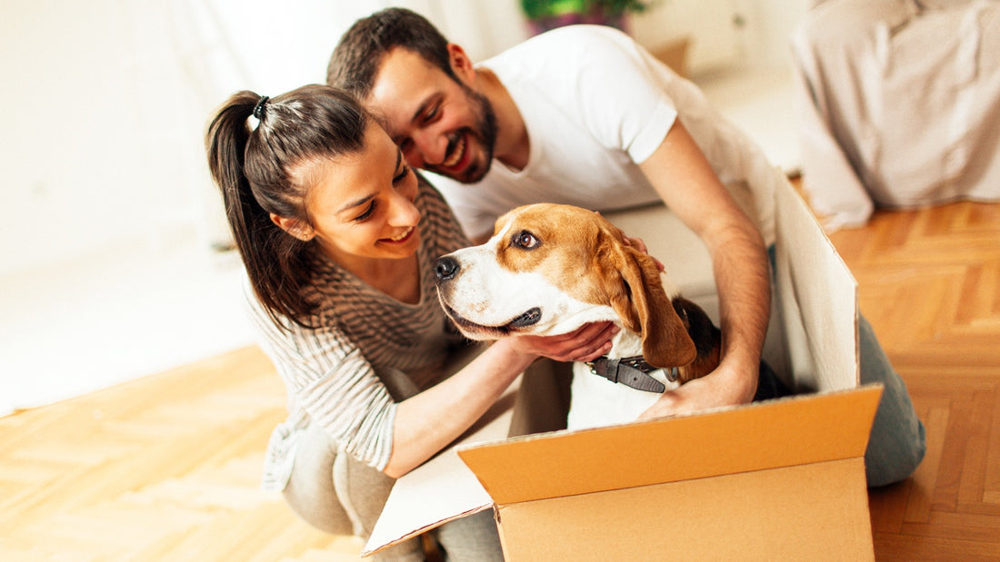 How can we help our pets adjust after moving to a new home?
