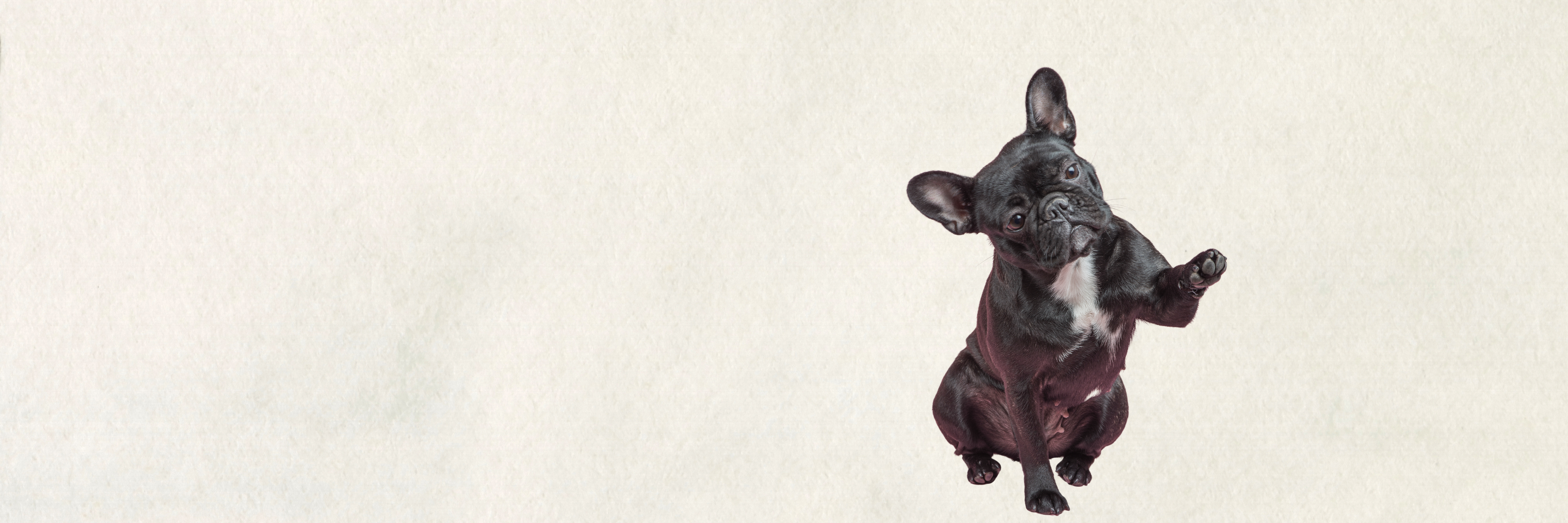 Small Dogs & Larger Puppies