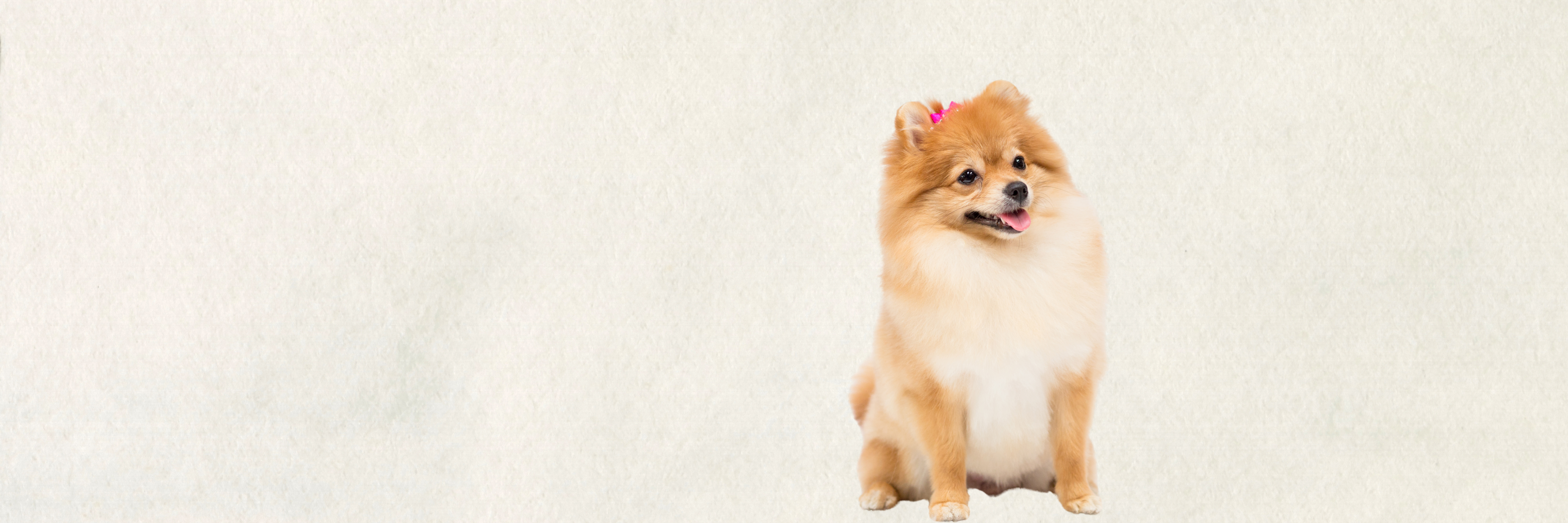 Tiny Dogs & Small Puppies