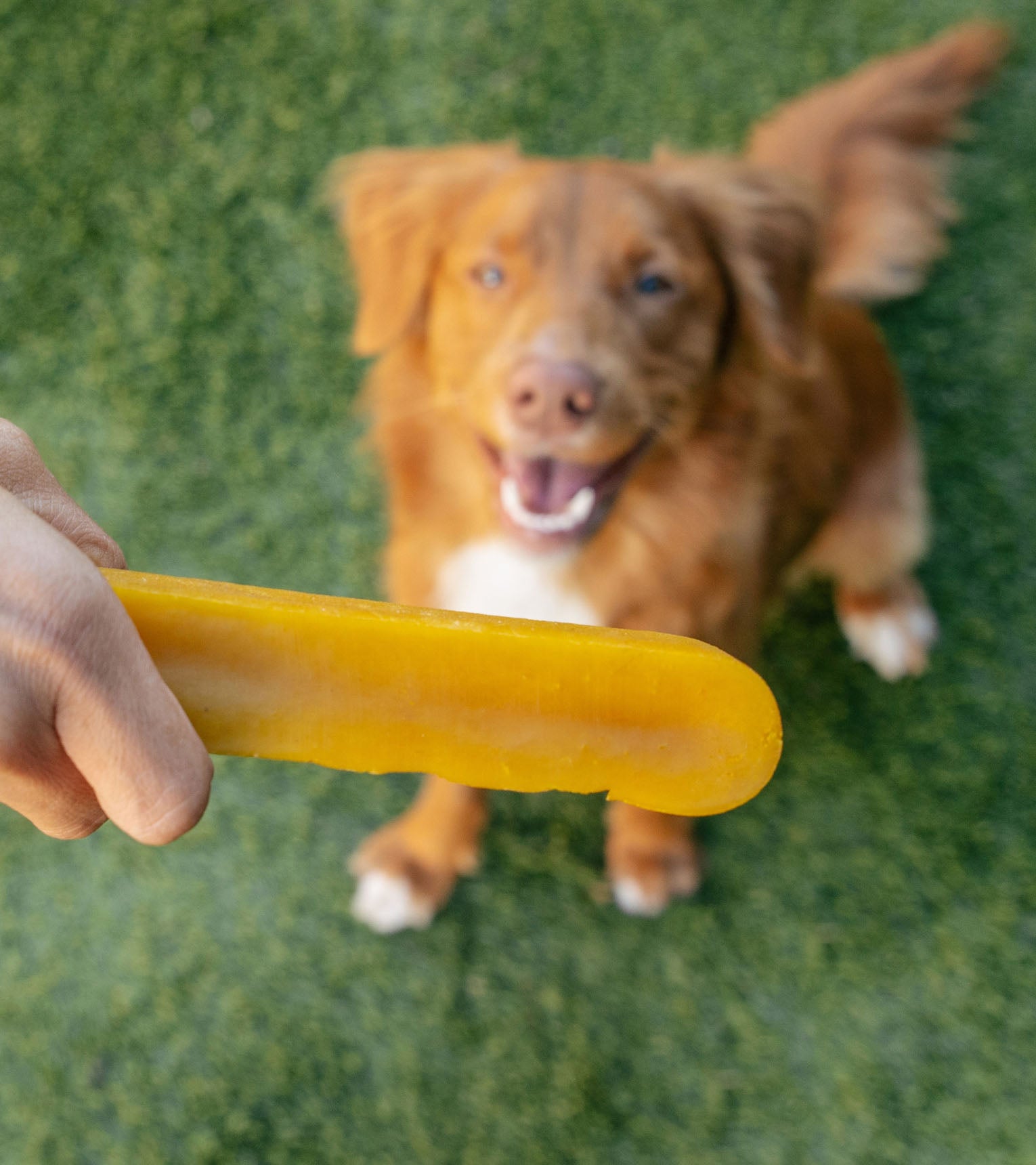 Long Lasting Himalayan Yak Chew - Strawberry and Yak Cheese for Dogs