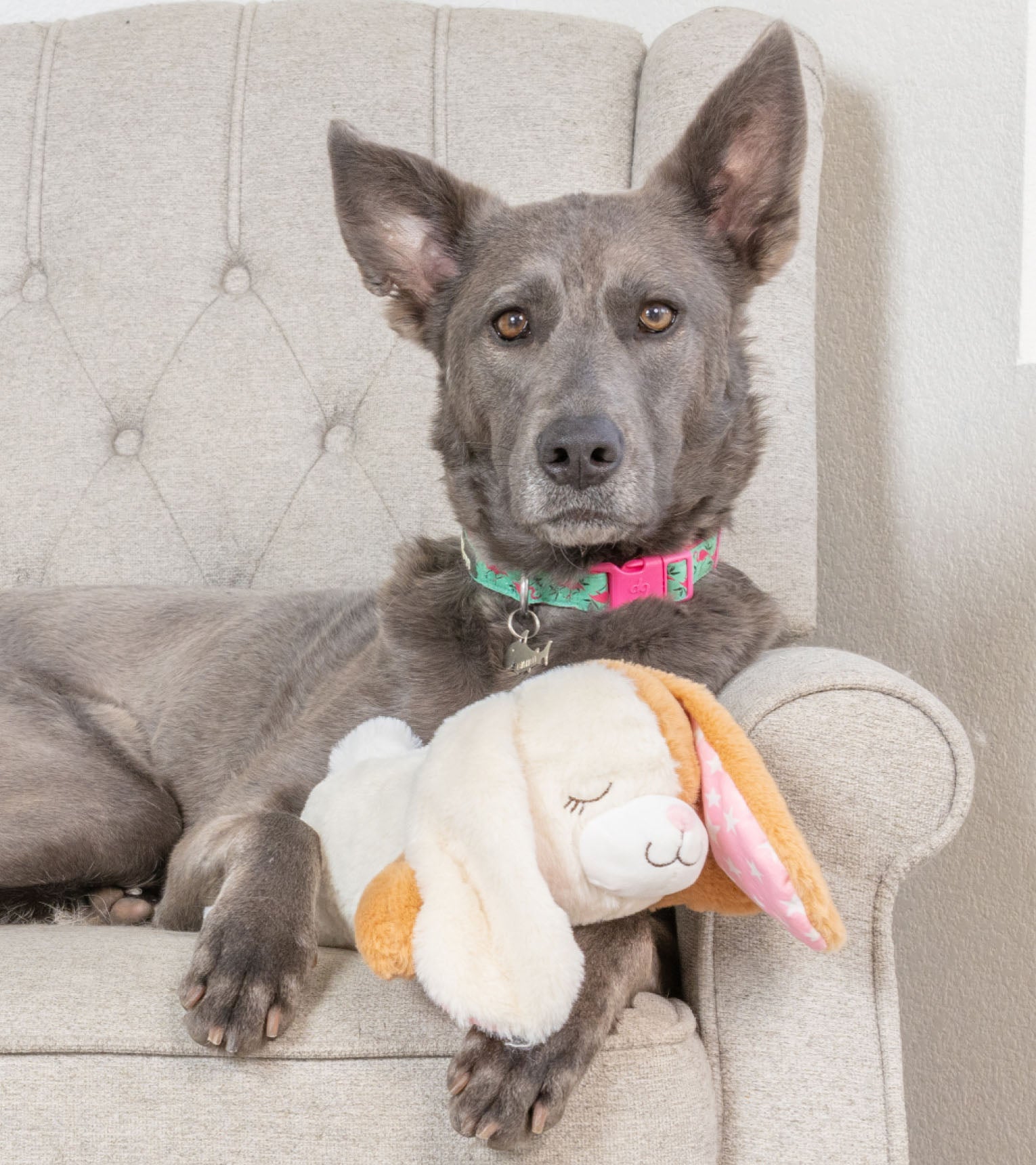 Heartbeat Anxiety Rabbit Toy for Dogs | Downtown Pet Supplyยฎ