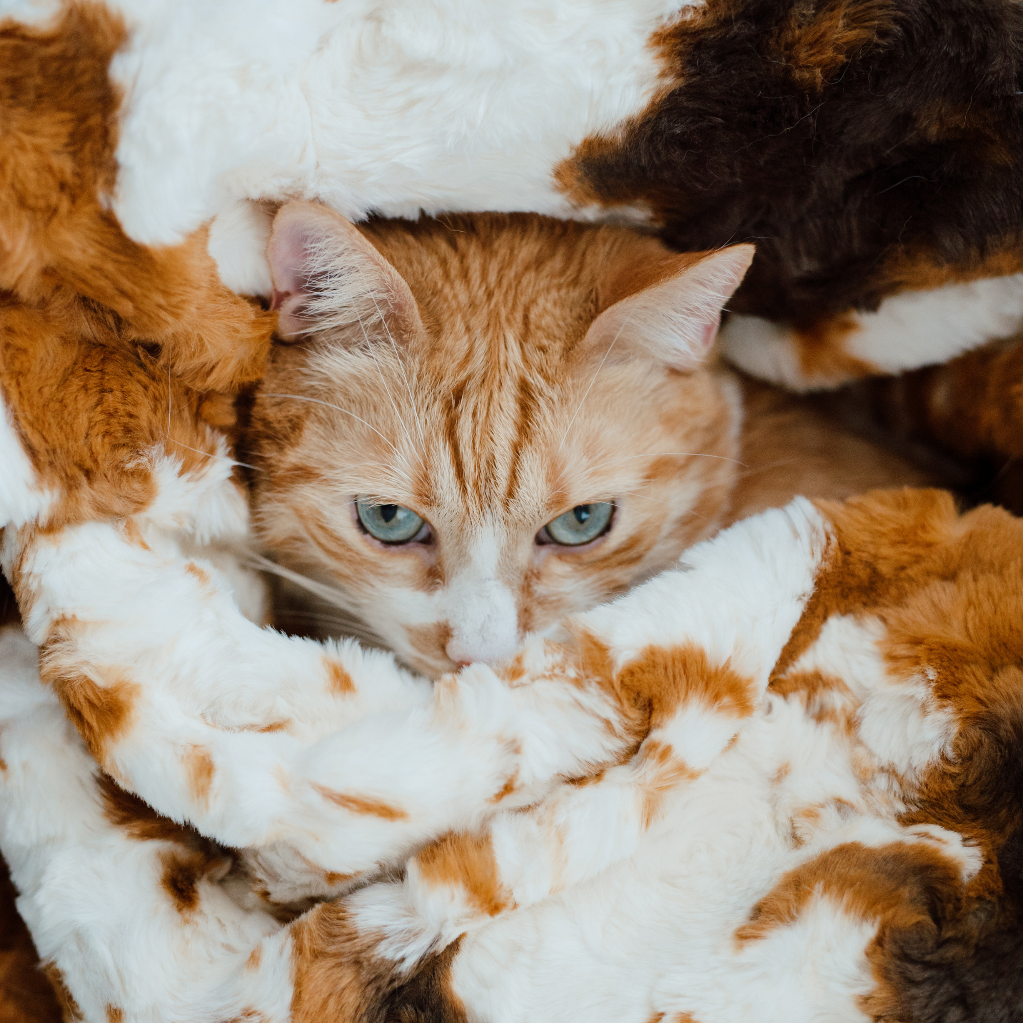 Furever Cat Blanket x Nomari by Little Giraffe®