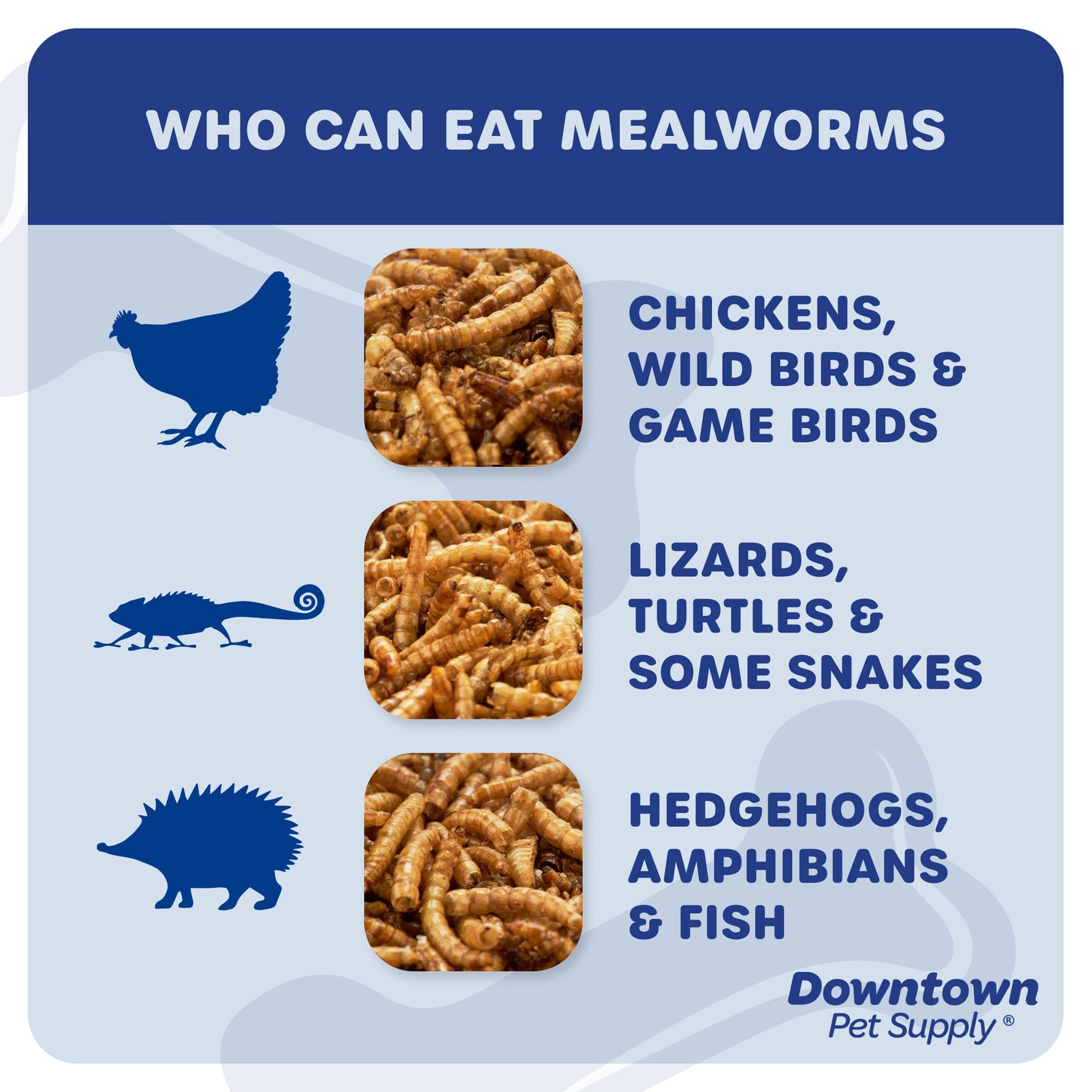 Dried Mealworms - High Protein Natural Treats - By Weight