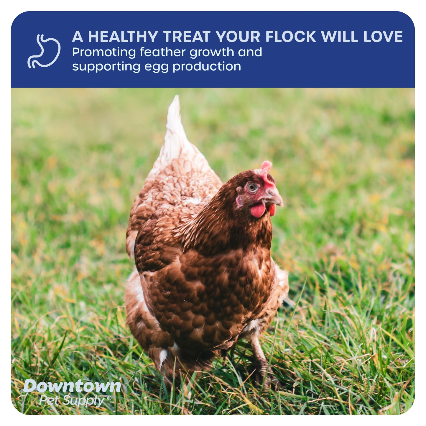 Dried Mealworms - High Protein Natural Treats - By Weight