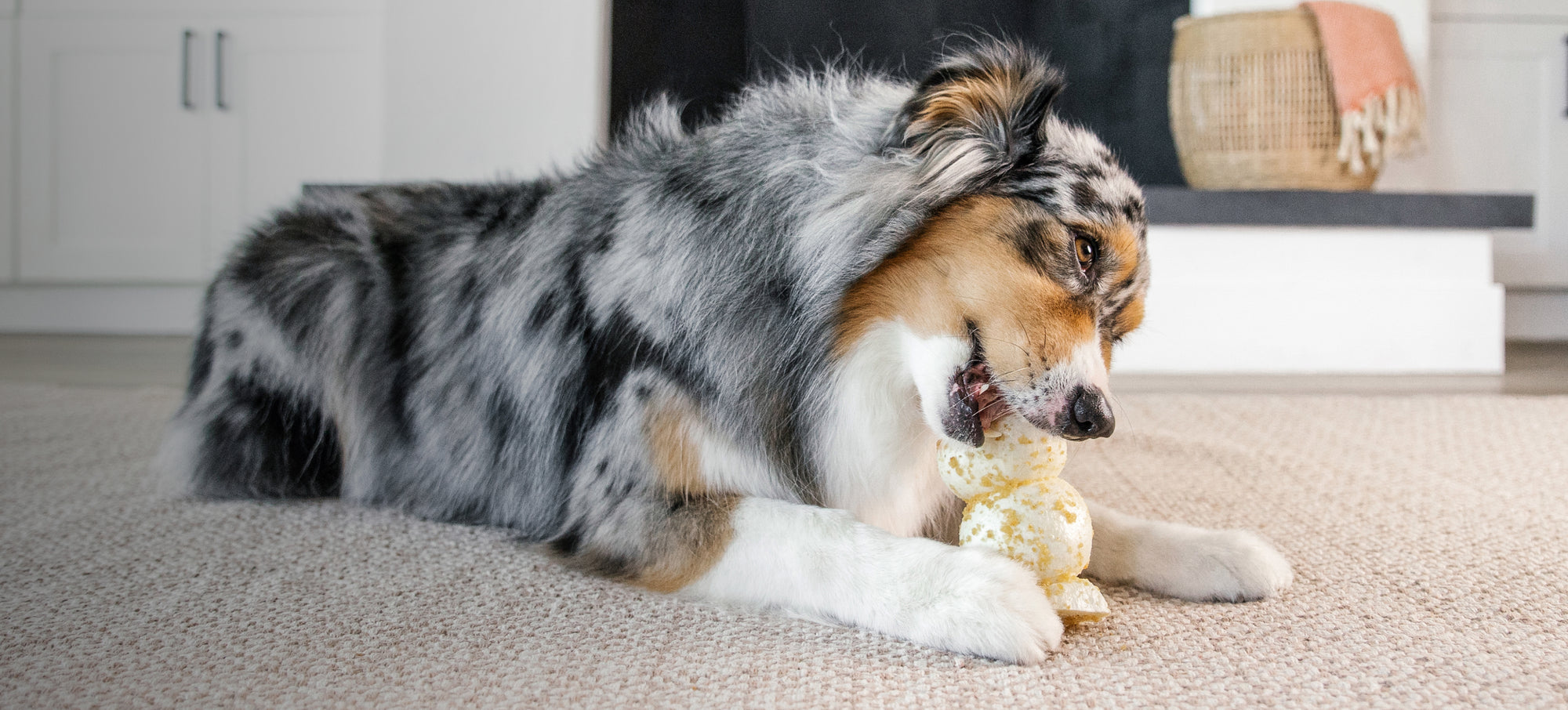 Buy Pet Supplies Online Dog and Cat Care Products Downtown Pet Supply