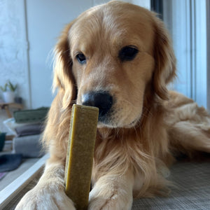 Dog with Mint Yak Chew