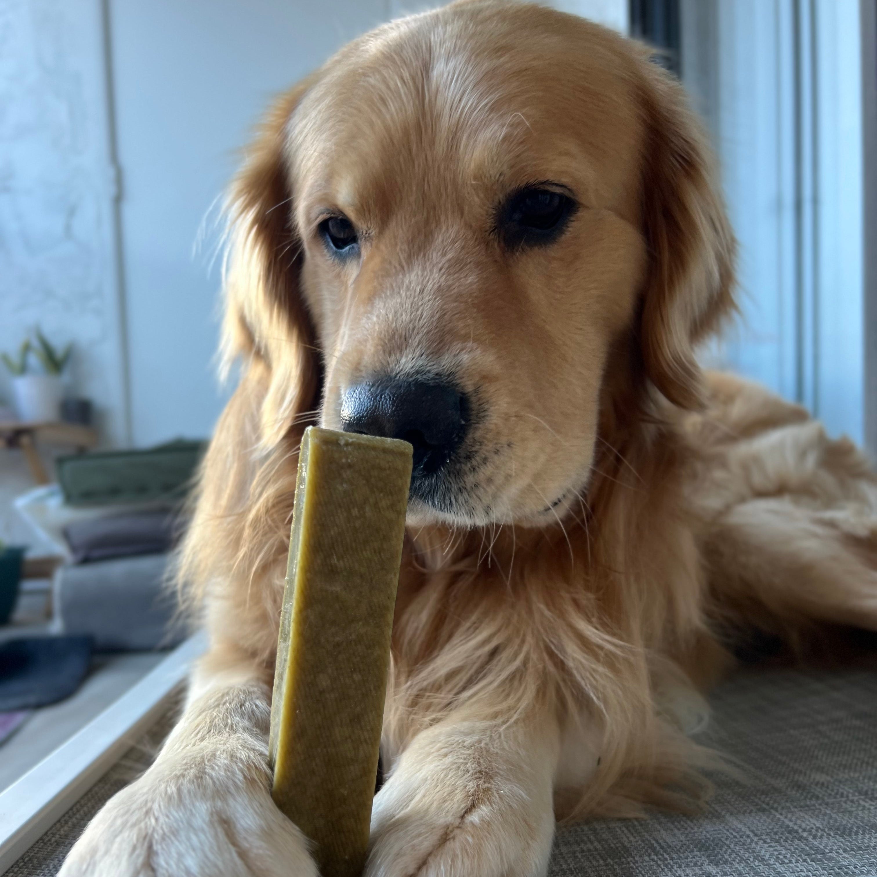 Dog With Mint Yak chew